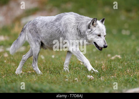 Le loup (Canis lupus lycaon), Banque D'Images