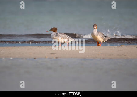 Harle bièvre, Poméranie occidentale Lagoon Salon National Park, Fischland-Darss-Zingst, Mecklembourg-Poméranie-Occidentale, Allemagne, Europe, (Mergus merganser) Banque D'Images