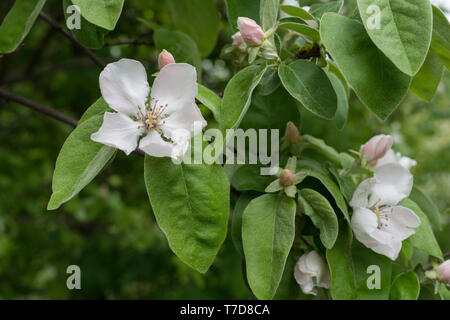 Coing, Kocher, vallée de la région Hohenlohe, Bade-Wurtemberg, Allemagne, Heilbronn-Franconia, (Prunus dulcis) Banque D'Images