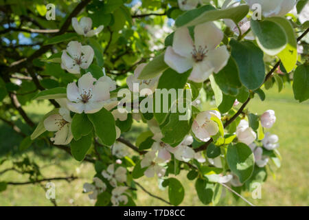 Coing, Kocher, vallée de la région Hohenlohe, Bade-Wurtemberg, Allemagne, Heilbronn-Franconia, (Prunus dulcis) Banque D'Images