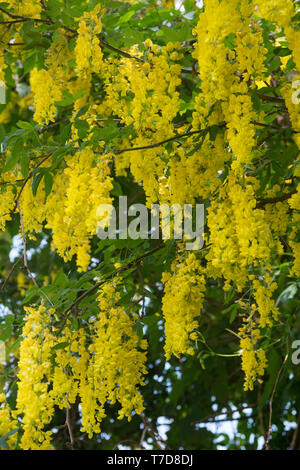 Laburnum commune, région Hohenlohe, Heilbronn-Franconia, Bade-Wurtemberg, Allemagne, (Laburnum anagyroides) Banque D'Images