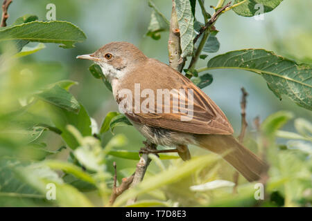 La Fauvette grisette (Sylvia communis), Banque D'Images