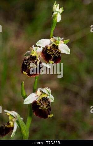 La fin de l'araignée de orchid (Ophrys holoserica), Banque D'Images