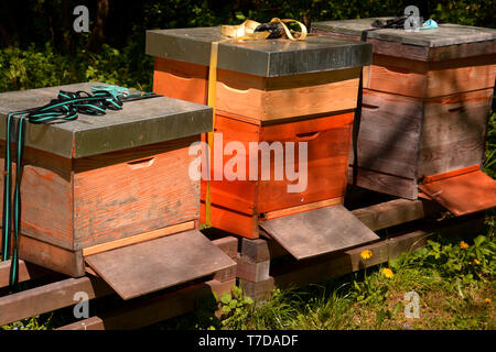 Certains fours en bois dans le soleil du printemps, de la nature et de ruche en bois abeilles de vol Banque D'Images