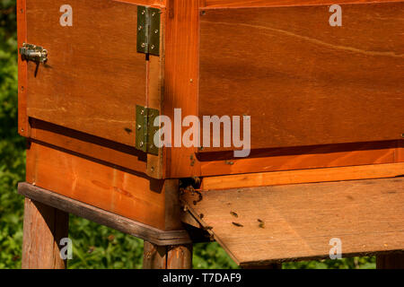 Close up d'abeilles volant dans une ruche en bois nature floue shot, ruche et abeilles de vol Banque D'Images