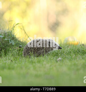 Peu à hérisson dans le jardin Banque D'Images