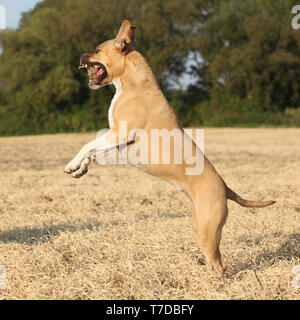 Nice American Staffordshire Terrier sautant en automne Banque D'Images