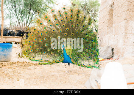 Libre de danser peacock montrant ses belles plumes,Vue de face. Banque D'Images