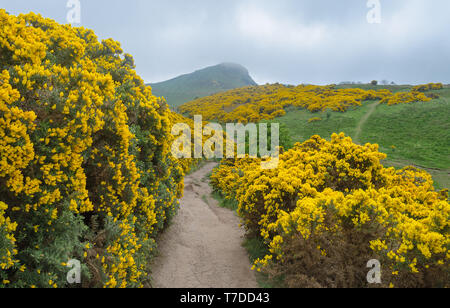 Des sentiers de randonnée au parc de Holyrood, Édimbourg menant à Arthurs Seat Banque D'Images