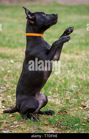 La mendicité de terrier de Patterdale Banque D'Images