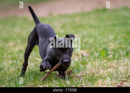 Patterdale Terrier puppy jouer avec un bâton Banque D'Images