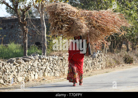 Woman balancing des cow-dung sur la tête à l'exécution pour le séchage et l'a utilisé pour faire du feu Banque D'Images