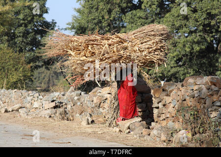 Woman balancing des cow-dung sur la tête à l'exécution pour le séchage et l'a utilisé pour faire du feu Banque D'Images