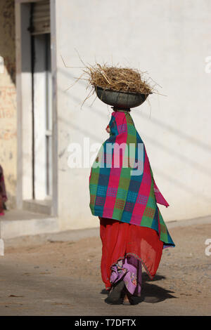 Woman balancing des cow-dung sur la tête à l'exécution pour le séchage et l'a utilisé pour faire du feu Banque D'Images