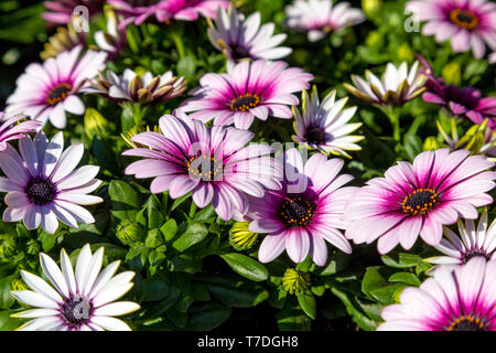 Ostéospermum, fleurs daisy rose pourpre Banque D'Images