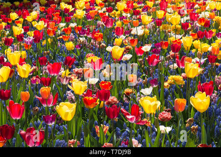 Fleurs, tulipes, pays-Bas ; pays-Bas Banque D'Images