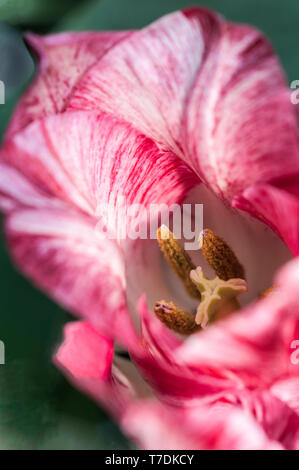 Close up of tulip montrant l'hémisphère de la stigmatisation et de l'étamine. En forme de bol et rose tulipe blanche appartenant à la Division 3 du groupe Triumph tulip Banque D'Images