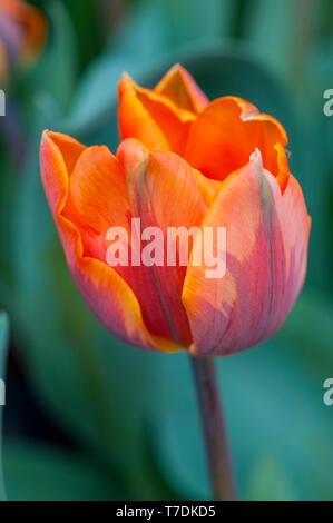 Close up of tulip Princess Irene une tulipe orange vif avec un pourpre-vert flash. En forme de bol tulip appartenant à la Division 3 du groupe Triumph tulip Banque D'Images