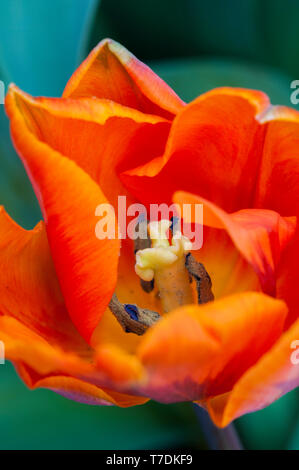 Close up of tulip Princess Irene montrant la stigmatisation et l'étamine. En forme de bol orange tulip appartenant à la Division 3 du groupe Triumph tulip Banque D'Images