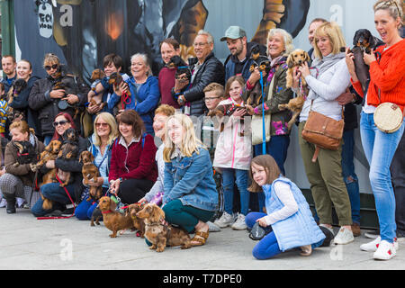 , Boscombe Bournemouth, Dorset, UK. 6e mai 2019. Dash teckel, partie de Bournemouth Arts Émergents (Fringe Festival BEAF) invite les teckels et leurs propriétaires pour rassembler sous le Daschund artwork pour voir combien ils peuvent se rassembler en un seul endroit. Credit : Carolyn Jenkins/Alamy Live News Banque D'Images