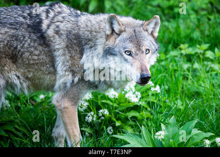 Springe, en Allemagne. 07Th Mai, 2019. Un loup gris (Canis lupus lupus) promenades à travers sa pièce jointe dans le Wildlife park Wisentgehege Springe. Credit : Christophe Gateau/dpa/Alamy Live News Banque D'Images