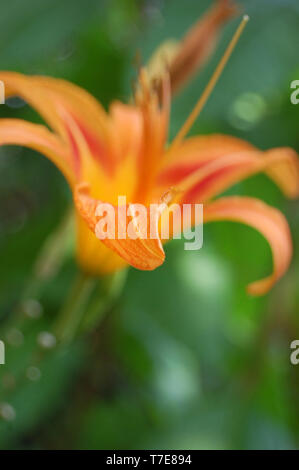 Gros plan d'une orange Tiger Lily. Banque D'Images