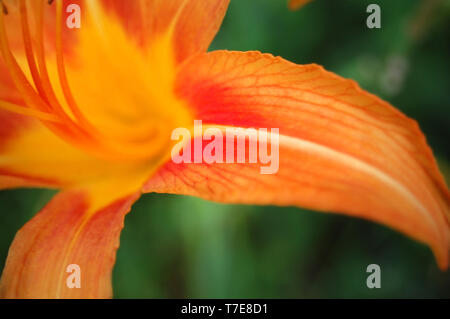 Gros plan d'une orange Tiger Lily. Banque D'Images