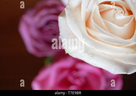 Extreme close-up shot d'un bouquet de roses. Banque D'Images
