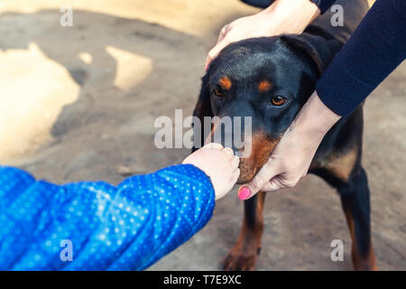 Bébé petit enfant un jeune chien de terrier de chasse allemand en plein air sur journée ensoleillée. Adorable chiot de race Jagdterrier avec femme propriétaire k réunion Banque D'Images