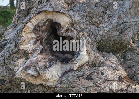 Tronc creux pourri réduit, montrant l'intérieur pourri où une branche majeure s'est brisée. Métaphore "pourri au coeur", corruption. Banque D'Images