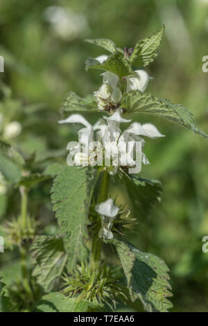 Close-up blanc fleurs blanches de Dead-nettle / Lamium album - les fleurs séchées ont été une fois transformé en plateau, tandis que les jeunes feuilles sont comestibles. Banque D'Images