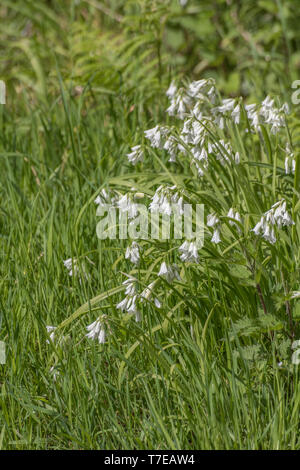 Feuillage et fleurs blanches de Three-cornered / POIREAU Allium triquetrum sauvages, un membre de la famille des oignons qui peuvent être utilisés une nourriture Nourriture et mangé. Banque D'Images