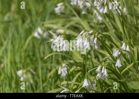 Feuillage et fleurs blanches de Three-cornered / POIREAU Allium triquetrum sauvages, un membre de la famille des oignons qui peuvent être utilisés une nourriture Nourriture et mangé. Banque D'Images