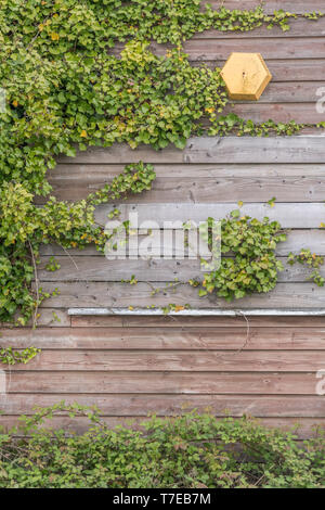 Lierre grimpant / Lierre - Hedera helix - croissance sur le côté d'un hangar en bois. Le lierre rampant Concept. Lierre sur le mur. Banque D'Images