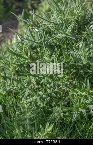 Feuillage de Cirse / Spear Chardon Cirsium vulgare. Métaphore possible pour la douleur douloureux / / / sharp spikey. Les pièces peuvent être consommés cuits. Banque D'Images