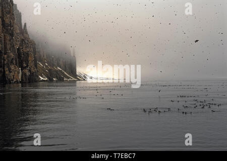 La marmette de Brünnich (Uria lomvia), colonie d'oiseaux, falaise Alkefjellet Hinlopen Strait, l'île du Spitzberg, archipel du Svalbard, Norvège Banque D'Images