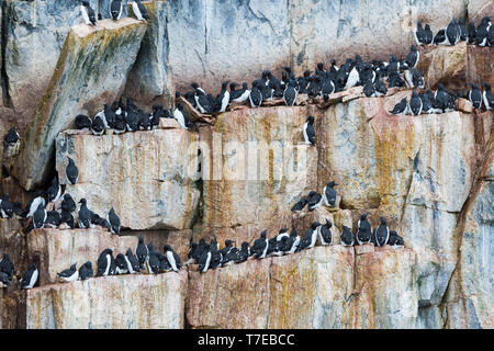 La marmette de Brünnich (Uria lomvia), colonie d'oiseaux, falaise Alkefjellet Hinlopen Strait, l'île du Spitzberg, archipel du Svalbard, Norvège Banque D'Images