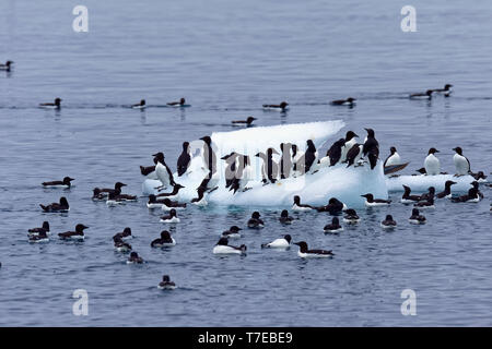 La marmette de Brünnich (Uria lomvia) sur un iceberg, oiseaux, falaise Alkefjellet Hinlopen Strait, l'île du Spitzberg, archipel du Svalbard, Norvège Banque D'Images