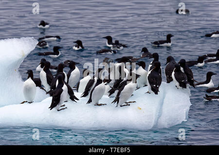 La marmette de Brünnich (Uria lomvia) sur un iceberg, oiseaux, falaise Alkefjellet Hinlopen Strait, l'île du Spitzberg, archipel du Svalbard, Norvège Banque D'Images