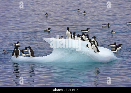 La marmette de Brünnich (Uria lomvia) sur un iceberg, oiseaux, falaise Alkefjellet Hinlopen Strait, l'île du Spitzberg, archipel du Svalbard, Norvège Banque D'Images