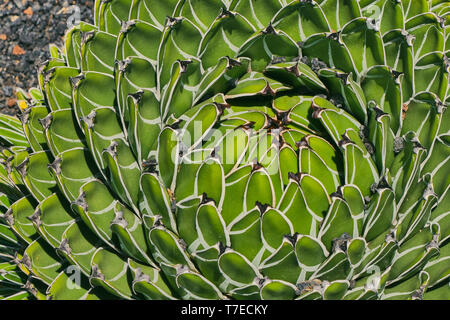 Close up couleur d'agave, Agave Victoriae-Regine Banque D'Images
