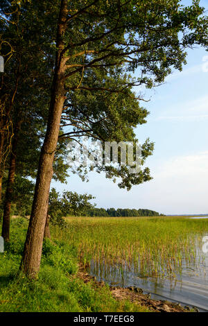 Lac Dargin, district du Lac de Mazurie, Warmie Mazurie, Pologne Banque D'Images