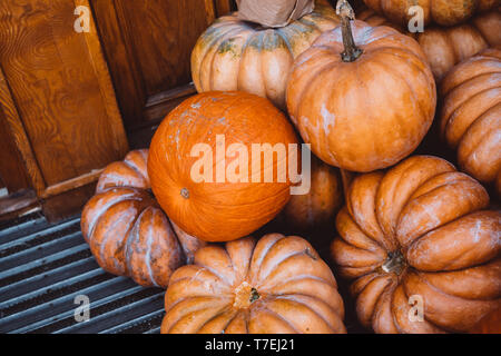 De nombreuses grandes citrouilles orange se situent dans la paille. Automne décoration de la rue. Chasse d'automne de citrouilles préparé pour la maison de vacances Banque D'Images