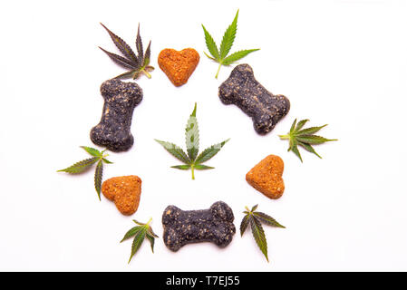 Friandises pour chiens et le cannabis feuilles isolées sur fond blanc - CBD et de la marijuana médicale pour animaux domestiques concept Banque D'Images