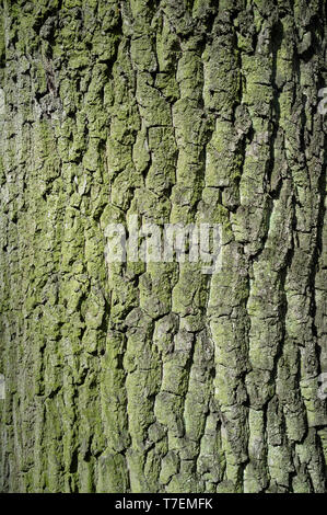 Le peuplier blanc Populus alba ou l'écorce des arbres ou Rhytidome recouvert de mousse verte Détail de Texture dans la forêt au printemps Banque D'Images