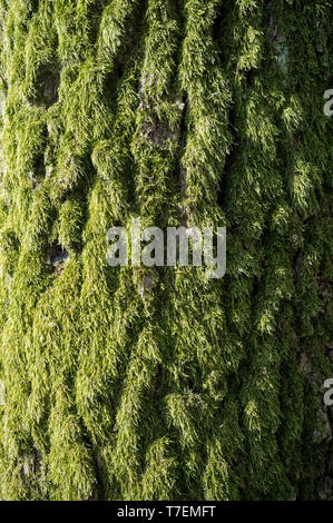 Le peuplier blanc Populus alba ou l'écorce des arbres ou Rhytidome recouvert de mousse verte Détail de Texture dans la forêt au printemps Banque D'Images