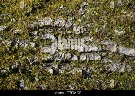 L'écorce de peuplier ou Rhytidome recouvert de mousse verte Détail de Texture dans la forêt au printemps Banque D'Images