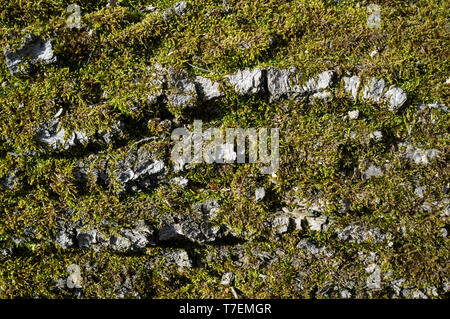 L'écorce de peuplier ou Rhytidome recouvert de mousse verte Détail de Texture dans la forêt au printemps Banque D'Images