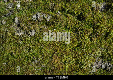 L'écorce de peuplier ou Rhytidome recouvert de mousse verte Détail de Texture dans la forêt au printemps Banque D'Images