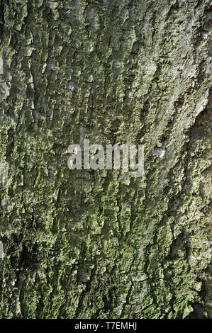 Le peuplier blanc Populus alba ou l'écorce des arbres ou Rhytidome recouvert de mousse verte Détail de Texture dans la forêt au printemps Banque D'Images